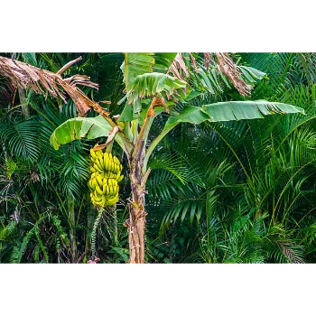 Common Banana Plants
